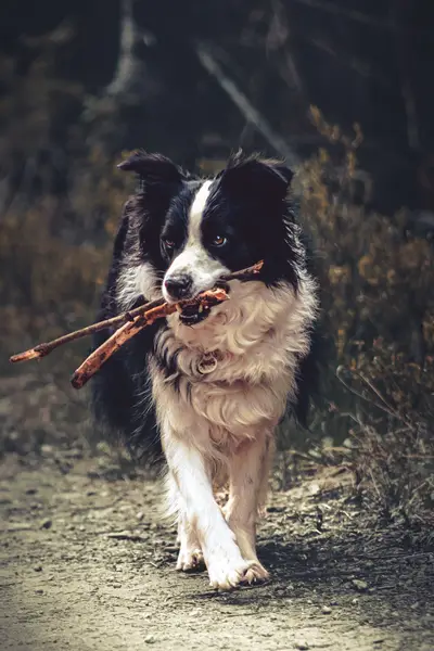 Zvířata a domácí mazlíčci - Fotografie č. 17