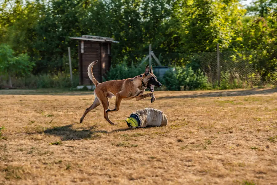 Focení zvířat - Fotografie č. 1