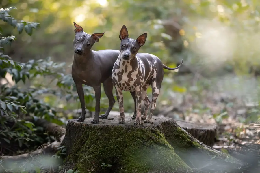 Focení zvířat v exteriéru, Focení zvířat - Fotografie č. 4