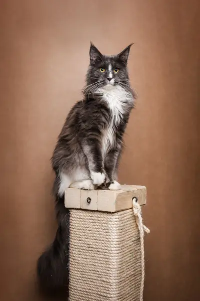 Focení zvířat - Fotografie č. 26