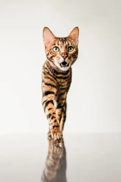 Fotograf zvířat a domácích mazlíčků Oliver Beneš - Fotografie č. 2