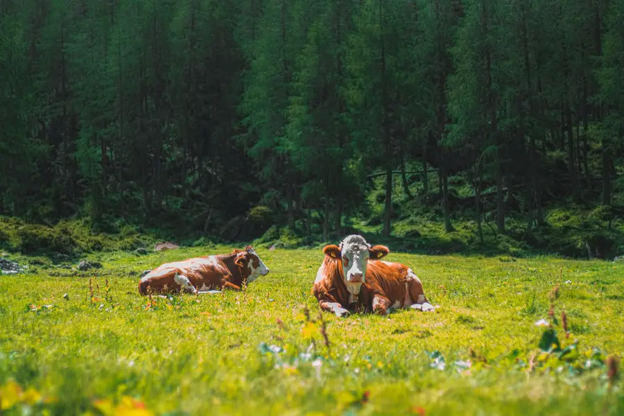 Focení zvířat - Fotografie č. 14