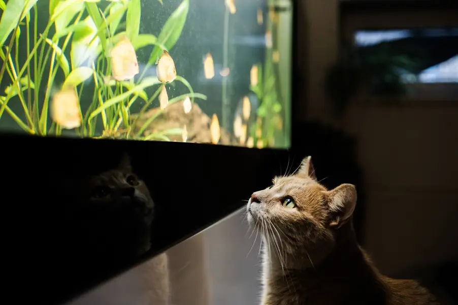 Fotograf zvířat a domácích mazlíčků Oliver Beneš - Fotografie č. 6