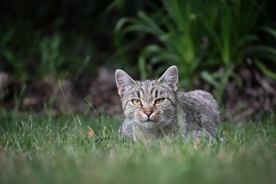 Focení zvířat Lucie Duschková - Fotografie č. 10