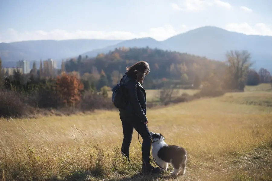 Focení psů/portrét se psem., Zvířata a domácí mazlíčci - Fotografie č. 1