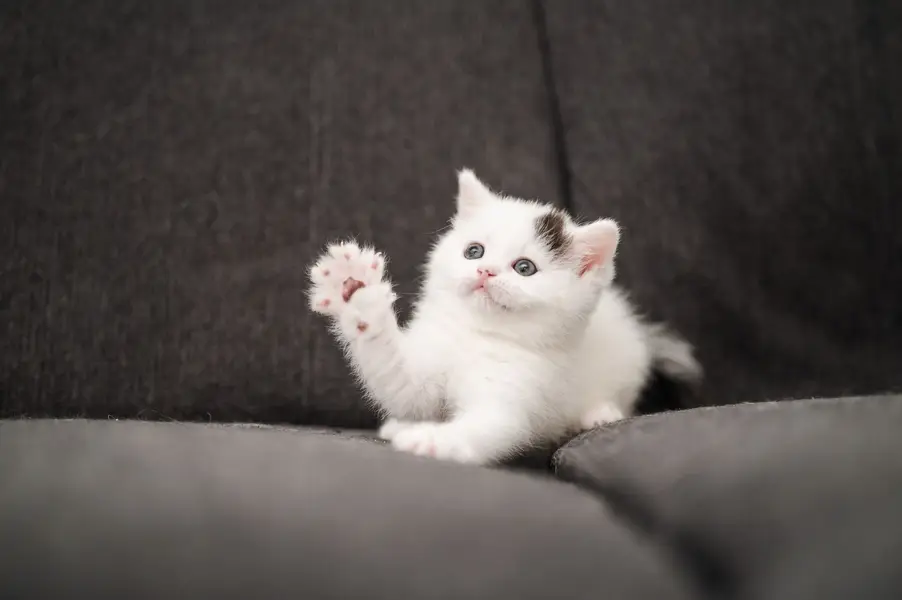 Focení koček, Focení zvířat - Fotografie č. 11