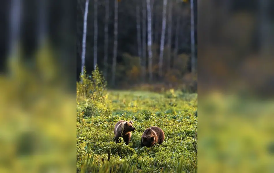 Focení zvířat - Fotografie č. 13
