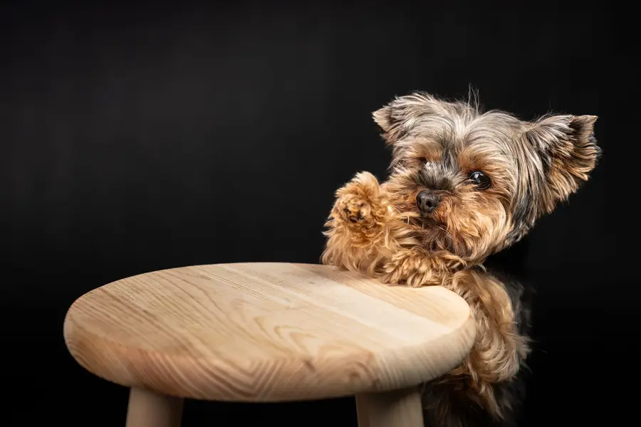 Focení vašich mazlíčků, Zvířata a domácí mazlíčci - Fotografie č. 10