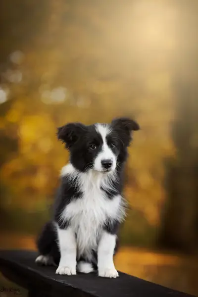 Focení zvířat - Fotografie č. 11