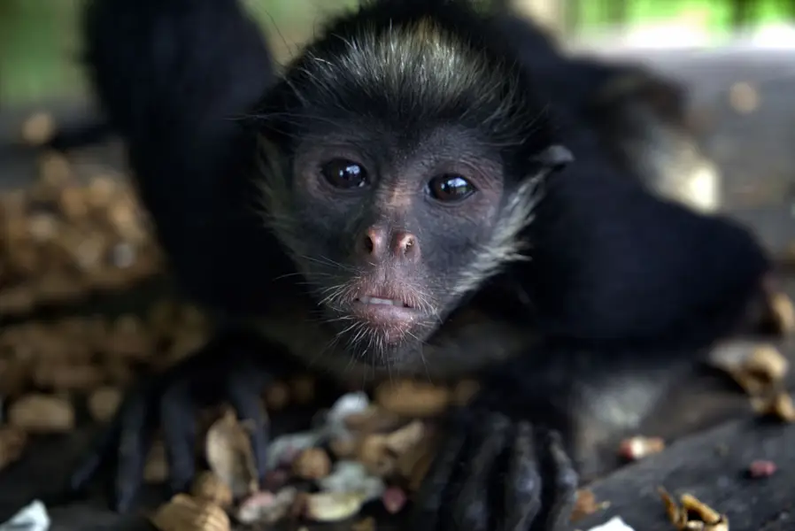Focení zvířat Markéta Jonešová - Fotografie č. 2
