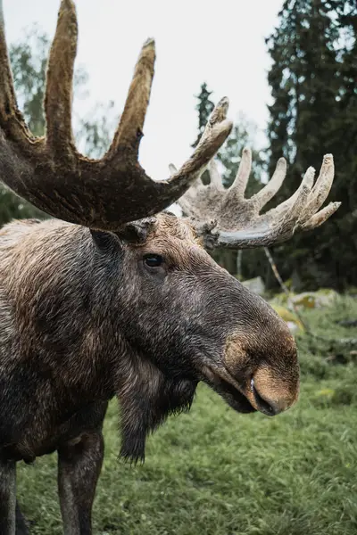 Fotograf zvířat a domácích mazlíčků David Havlíček - Fotografie č. 6