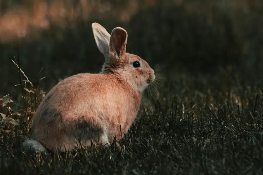 Fotograf zvířat a domácích mazlíčků Dominik Fišar - Fotografie č. 2