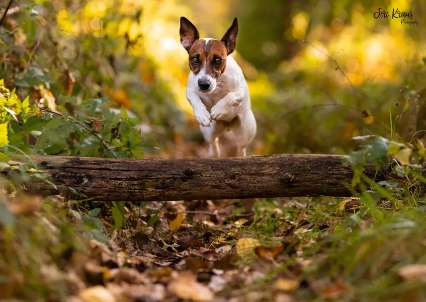 Focení zvířat - Fotografie č. 9