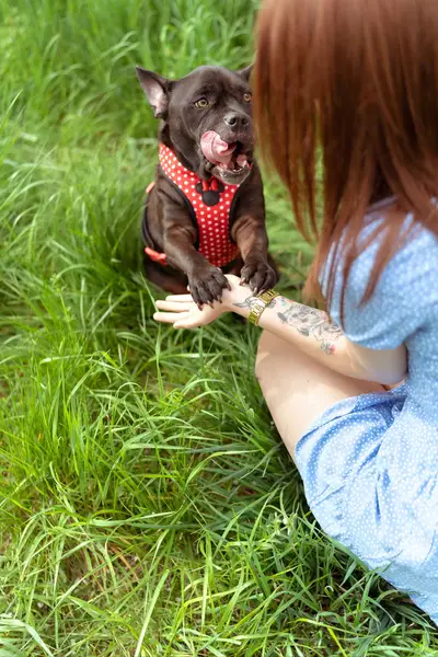 Zvířata a domácí mazlíčci - Fotografie č. 16