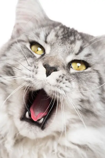 Fotograf zvířat a domácích mazlíčků Oliver Beneš - Fotografie č. 10