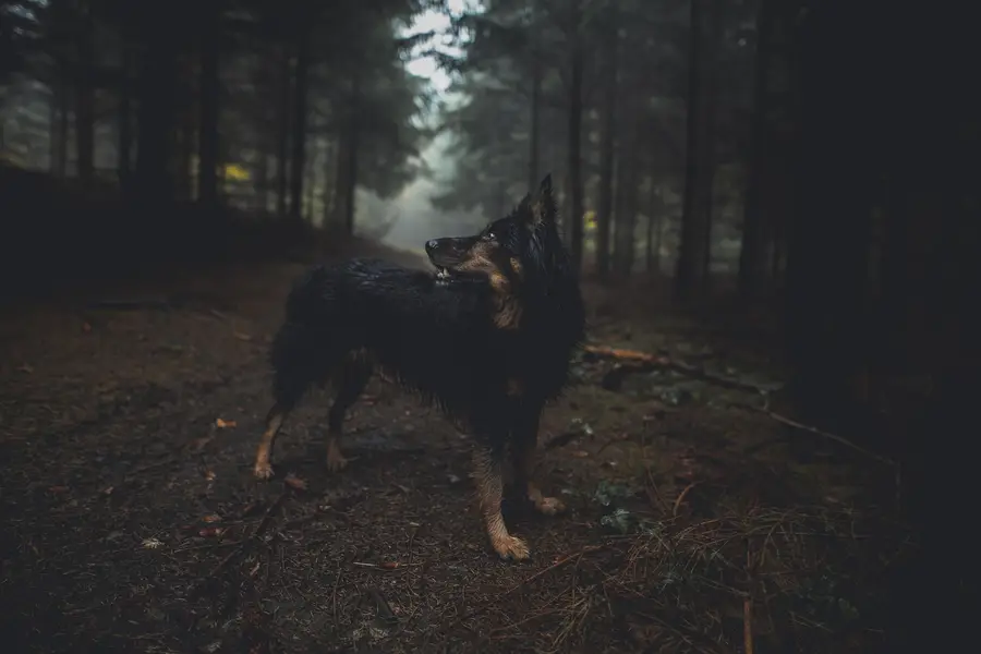 Focení psů/portrét se psem., Zvířata a domácí mazlíčci - Fotografie č. 2