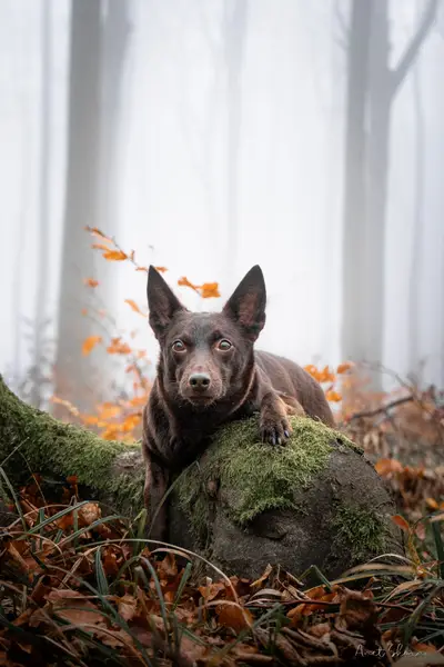 Focení zvířat - Fotografie č. 5