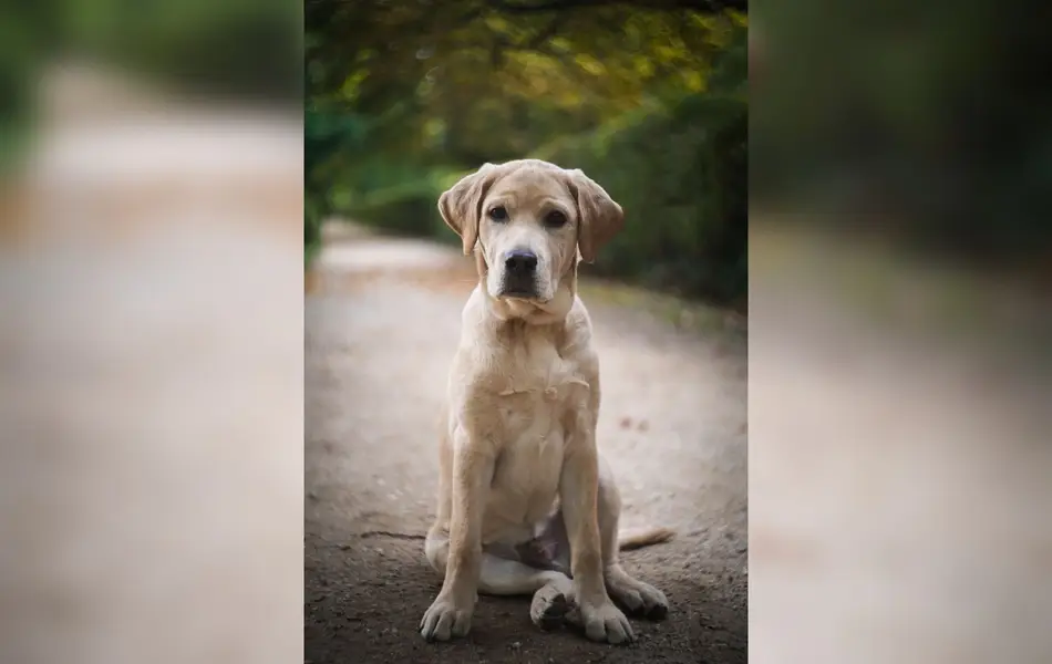 Focení zvířat - Fotografie č. 20