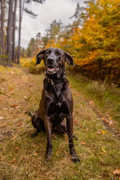 Focení zvířat Tamika Bydžovská - Fotografie č. 1