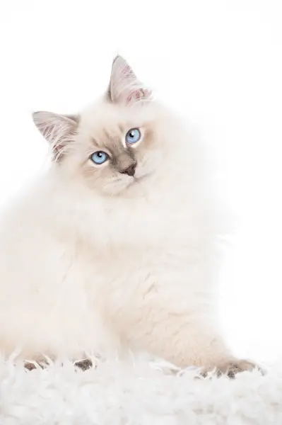 Focení zvířat - Fotografie č. 27