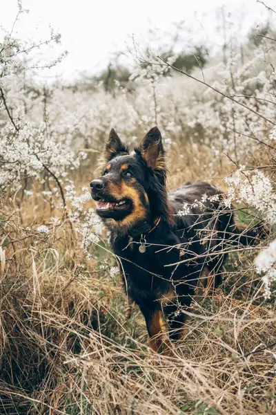 Zvířata a domácí mazlíčci - Fotografie č. 8