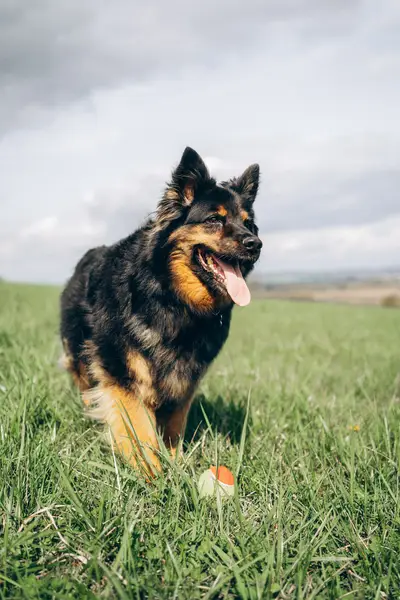 Zvířata a domácí mazlíčci - Fotografie č. 3