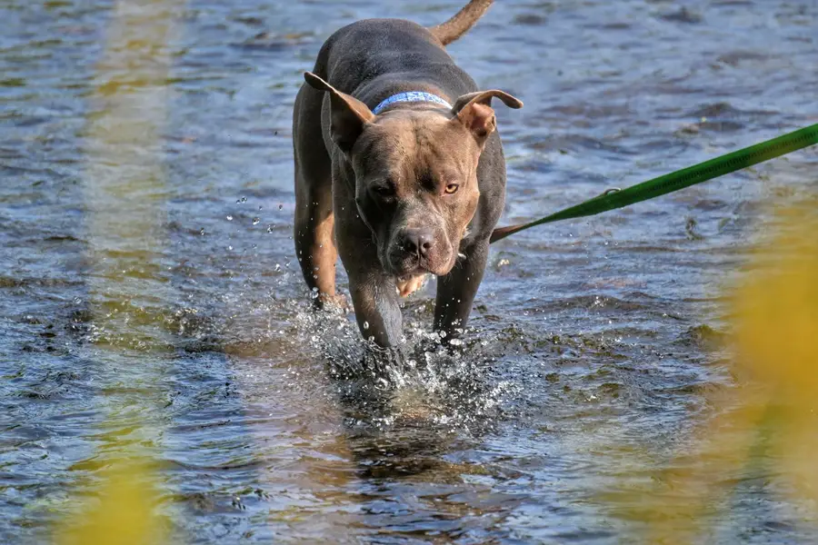 Fotograf zvířat a domácích mazlíčků Alexandra Kubová - Fotografie č. 1