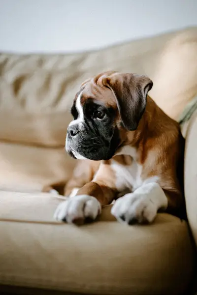 Focení zvířat - Fotografie č. 7