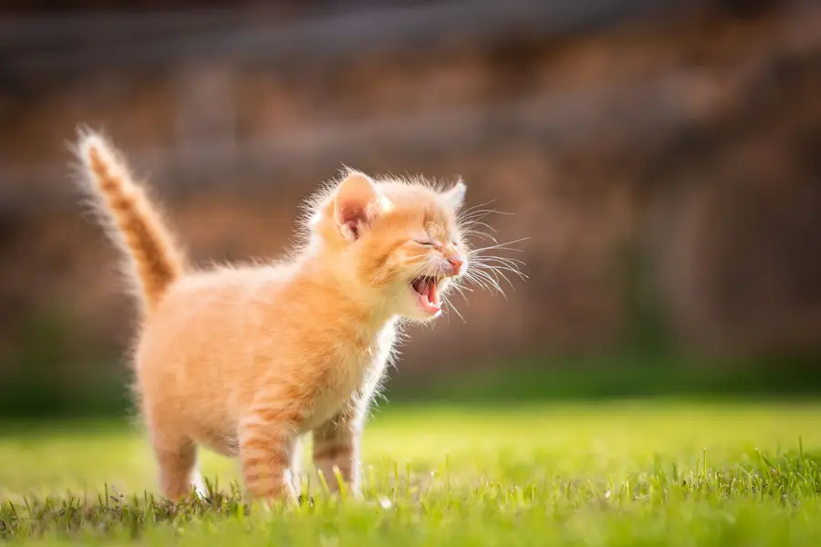 Focení zvířat - Fotografie č. 11