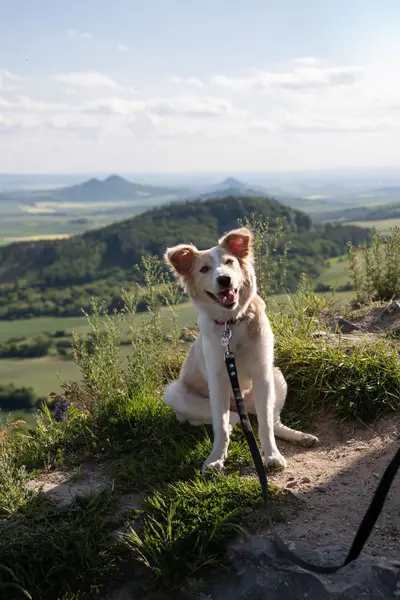 Focení zvířat - Fotografie č. 5