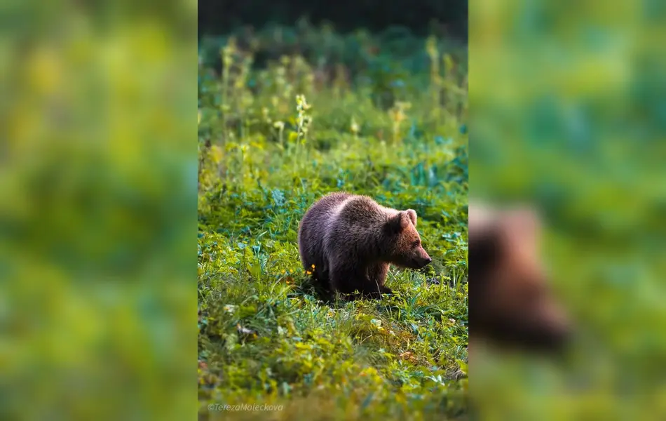 Focení zvířat - Fotografie č. 16