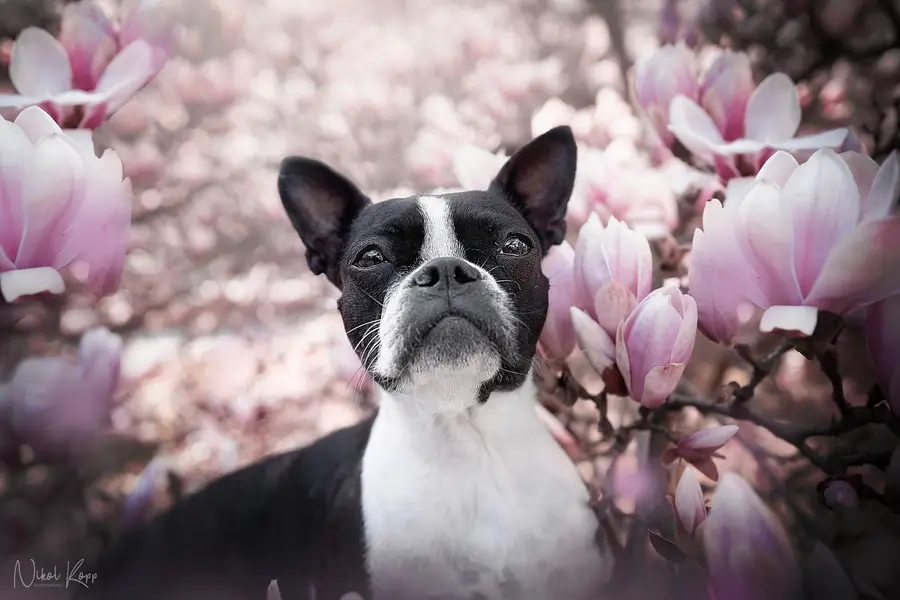 Zvířata a domácí mazlíčci - Fotografie č. 1