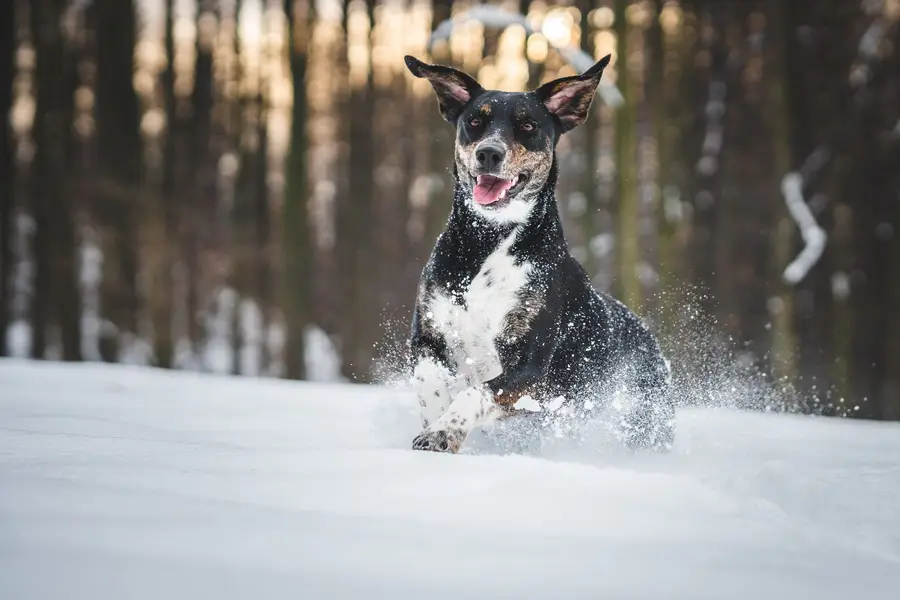 Focení zvířat - Fotografie č. 7