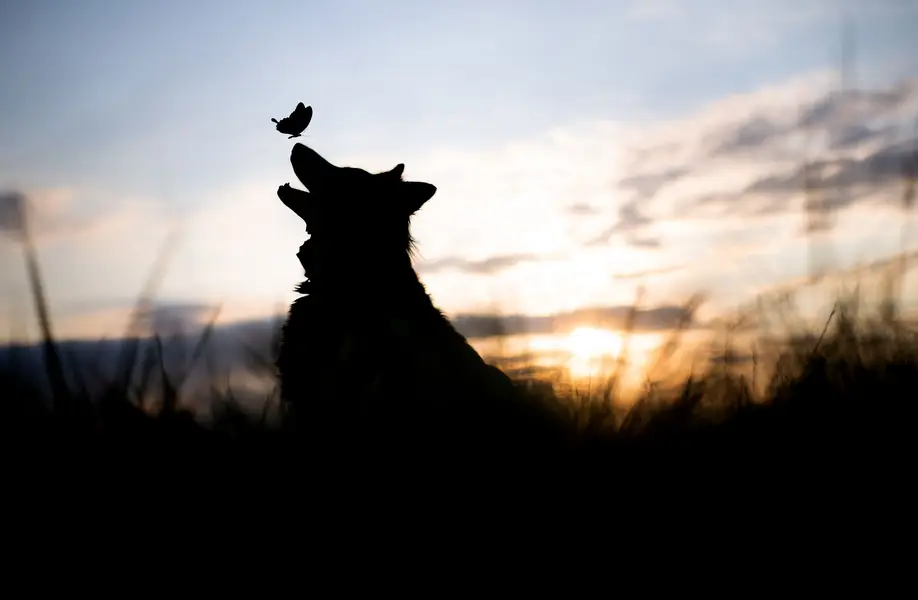 Focení psů/portrét se psem., Zvířata a domácí mazlíčci - Fotografie č. 10