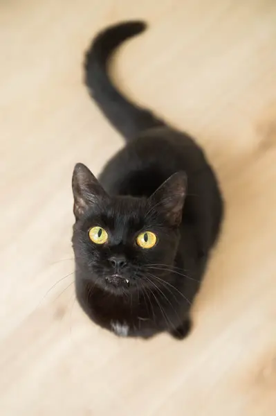 Fotograf zvířat a domácích mazlíčků Oliver Beneš - Fotografie č. 7