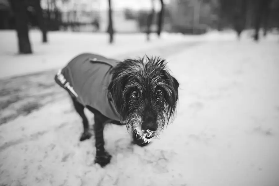 Focení psů/portrét se psem., Zvířata a domácí mazlíčci - Fotografie č. 6