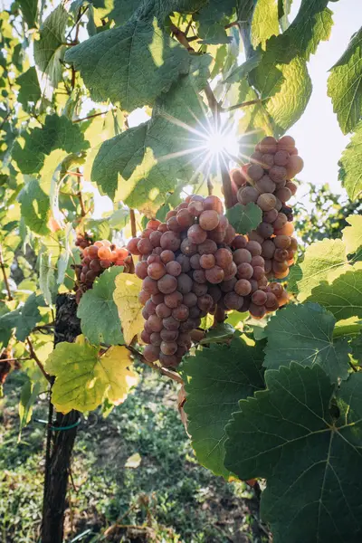 Reklamní fotograf - Fotografie č. 5