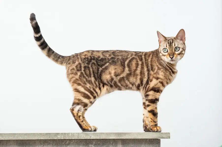 Focení zvířat - Fotografie č. 20