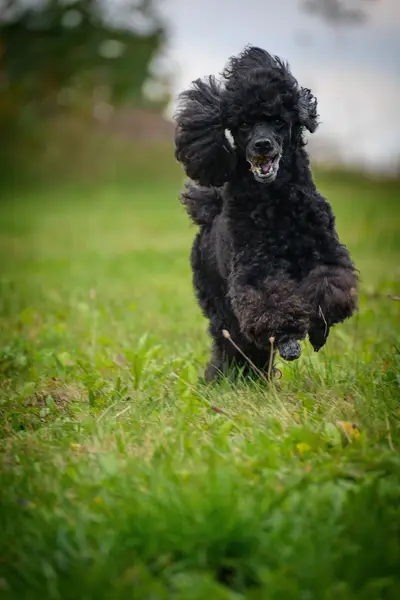 Fotograf zvířat a domácích mazlíčků Alexandra Kubová - Fotografie č. 7