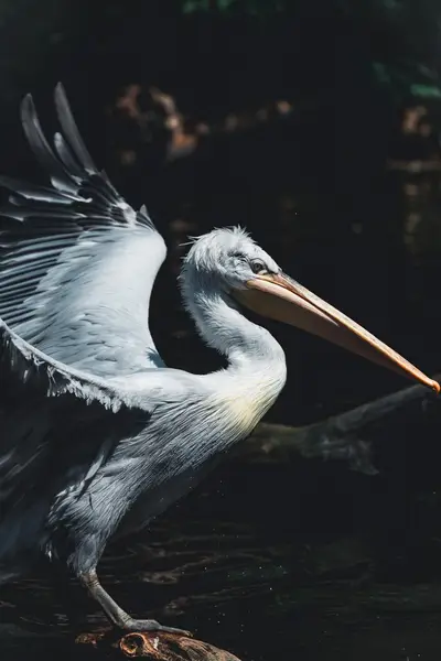Focení zvířat - Fotografie č. 2