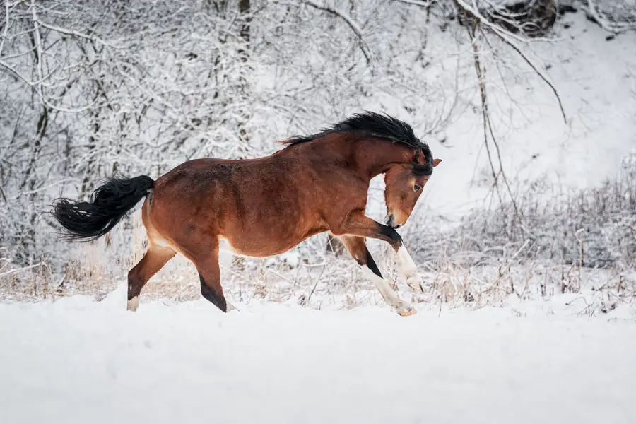 Focení zvířat Eliška Kadlecová - Fotografie č. 5