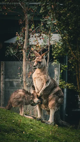 Focení zvířat Aneta Slavíková - Fotografie č. 1