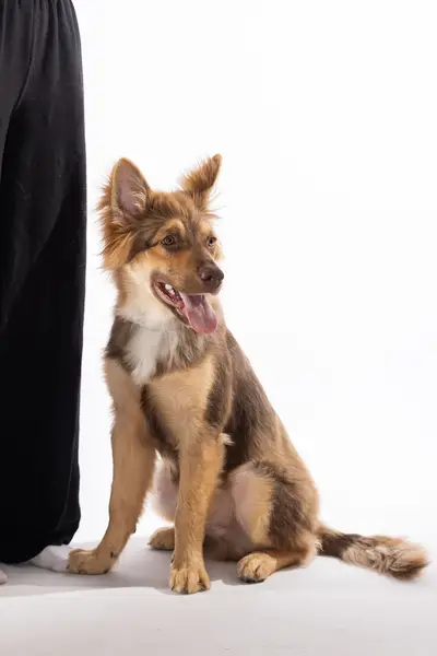 Focení zvířat - Fotografie č. 10