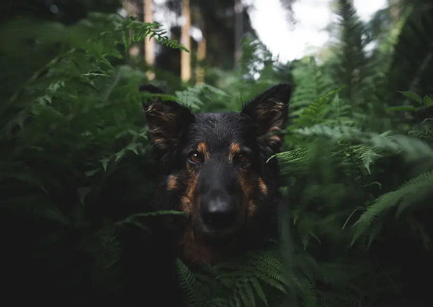 Focení psů/portrét se psem., Zvířata a domácí mazlíčci - Fotografie č. 11