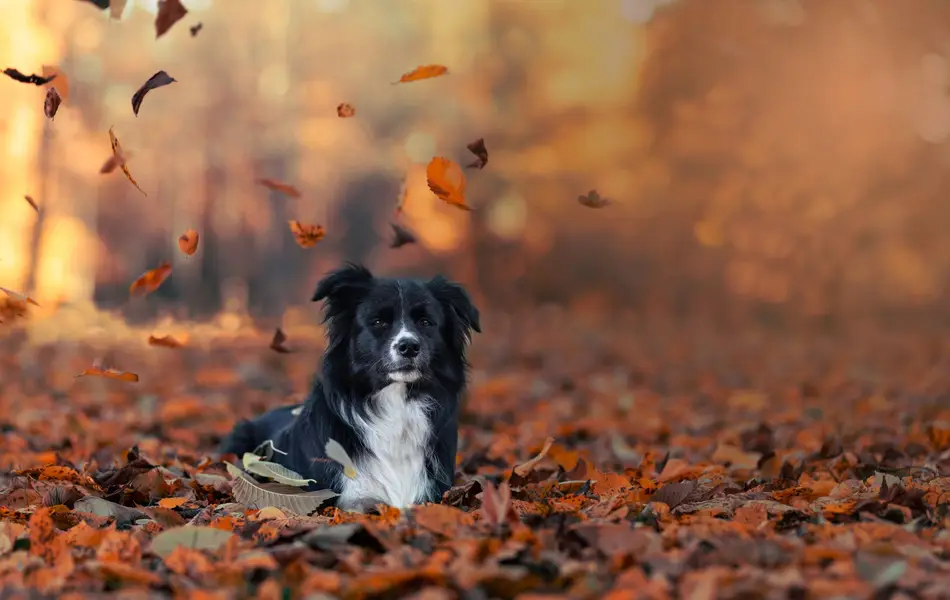 Focení zvířat - Fotografie č. 2