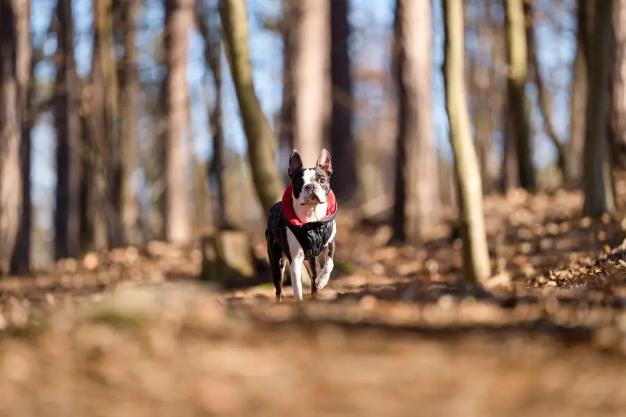 Focení s vašim mazlíčkem v parku, v lese. , Zvířata a domácí mazlíčci - Fotografie č. 12