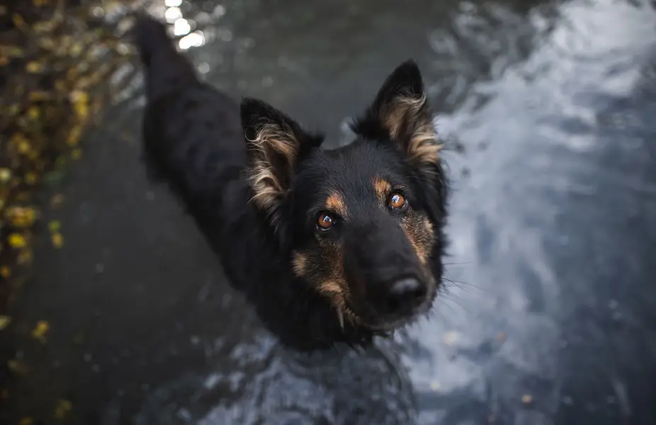 Zvířata a domácí mazlíčci - Fotografie č. 14