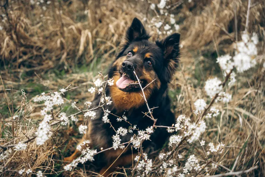 Zvířata a domácí mazlíčci - Fotografie č. 9