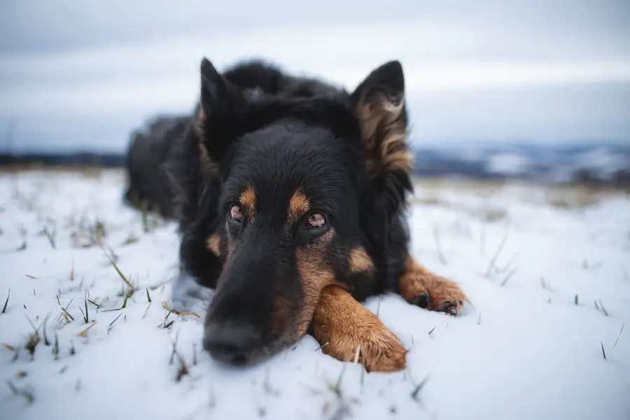 Focení psů/portrét se psem., Zvířata a domácí mazlíčci - Fotografie č. 13