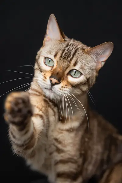 Fotograf zvířat a domácích mazlíčků Oliver Beneš - Fotografie č. 5